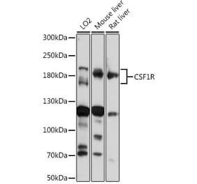 Western Blot - Anti-CSF-1-R Antibody (A14306) - Antibodies.com