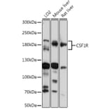 Western Blot - Anti-CSF-1-R Antibody (A14306) - Antibodies.com
