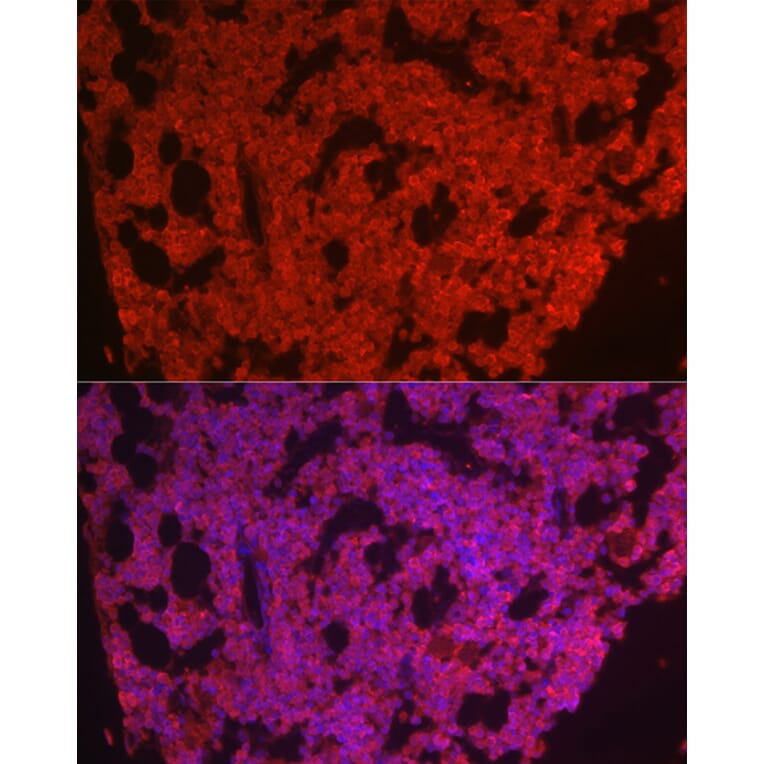 Immunofluorescence - Anti-CSF-1-R Antibody (A14306) - Antibodies.com
