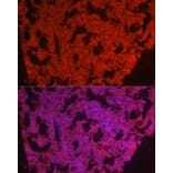 Immunofluorescence - Anti-CSF-1-R Antibody (A14306) - Antibodies.com