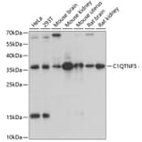 Western Blot - Anti-CTRP5 Antibody (A14307) - Antibodies.com