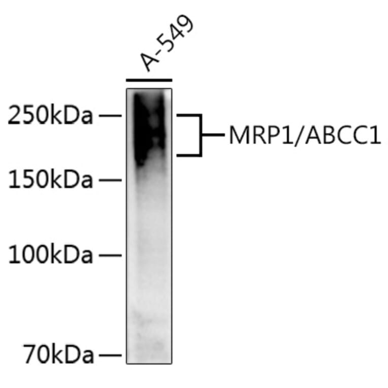 Western Blot - Anti-MRP1 Antibody (A14309) - Antibodies.com