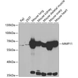 Western Blot - Anti-MMP11 Antibody (A14312) - Antibodies.com