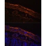 Immunofluorescence - Anti-MYL9 Antibody (A14314) - Antibodies.com