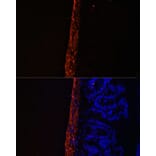 Immunofluorescence - Anti-MYL9 Antibody (A14314) - Antibodies.com