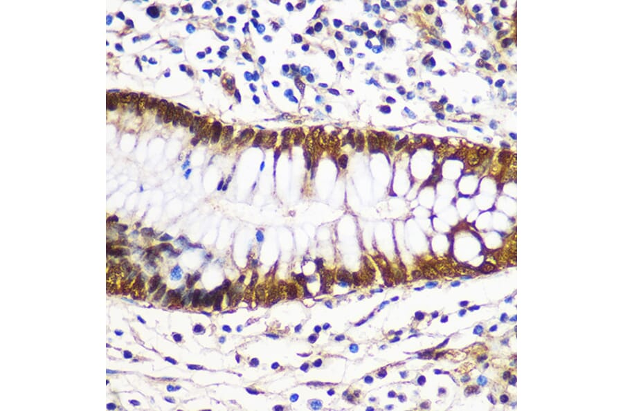 Immunohistochemistry - Anti-14-3-3 gamma/YWHAG Antibody (A14317) - Antibodies.com