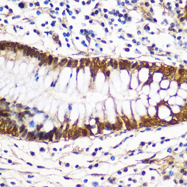 Immunohistochemistry - Anti-14-3-3 gamma / YWHAG Antibody (A14317) - Antibodies.com