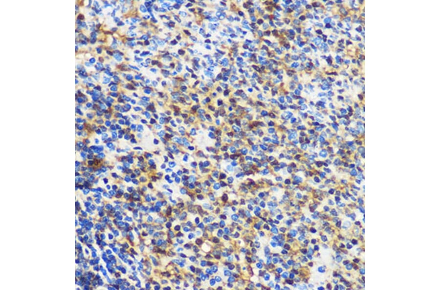 Immunohistochemistry - Anti-14-3-3 gamma/YWHAG Antibody (A14317) - Antibodies.com