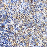 Immunohistochemistry - Anti-14-3-3 gamma / YWHAG Antibody (A14317) - Antibodies.com