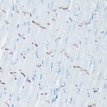 Immunohistochemistry - Anti-N Cadherin Antibody (A14319) - Antibodies.com