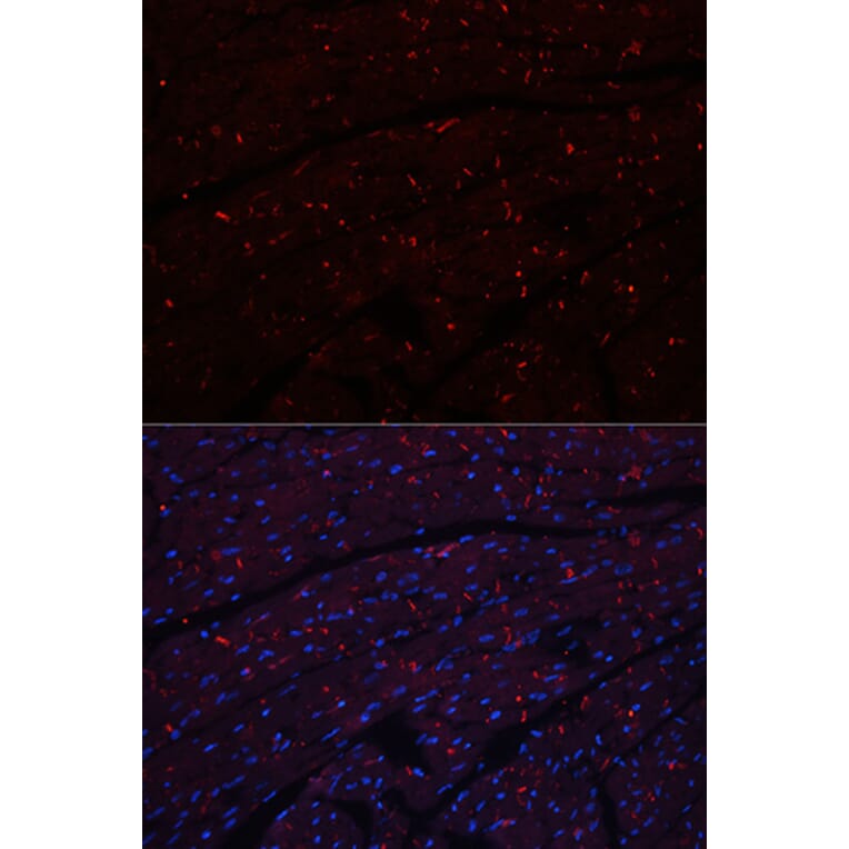 Immunofluorescence - Anti-N Cadherin Antibody (A14319) - Antibodies.com