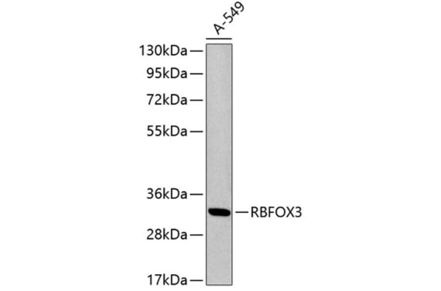 Western Blot - Anti-NeuN Antibody (A3051) - Antibodies.com