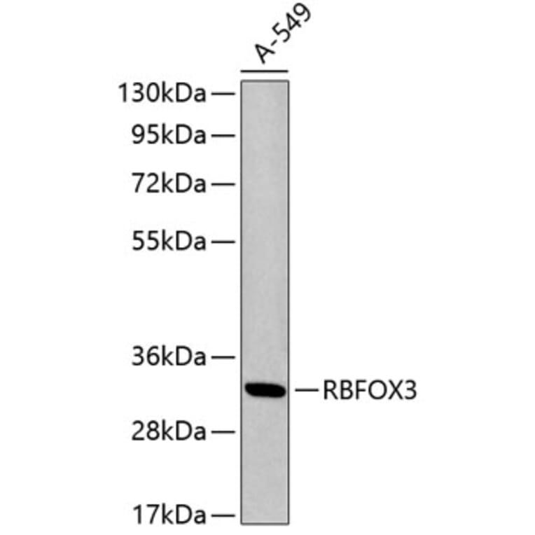 Western Blot - Anti-NeuN Antibody (A3051) - Antibodies.com