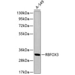 Western Blot - Anti-NeuN Antibody (A3051) - Antibodies.com