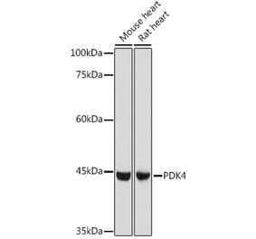 Western Blot - Anti-PDK4 Antibody (A14333) - Antibodies.com