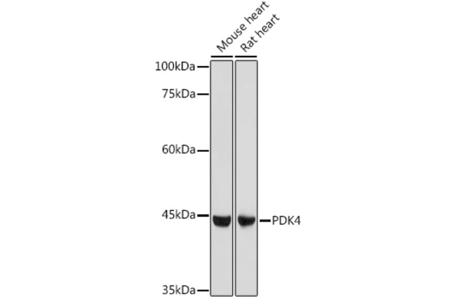 Western Blot - Anti-PDK4 Antibody (A14333) - Antibodies.com