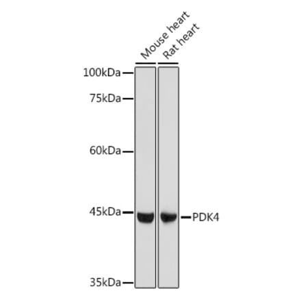 Western Blot - Anti-PDK4 Antibody (A14333) - Antibodies.com