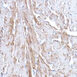 Immunohistochemistry - Anti-PDK4 Antibody (A14333) - Antibodies.com