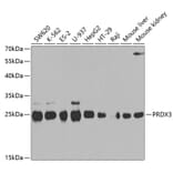 Western Blot - Anti-PRDX3 Antibody (A3076) - Antibodies.com