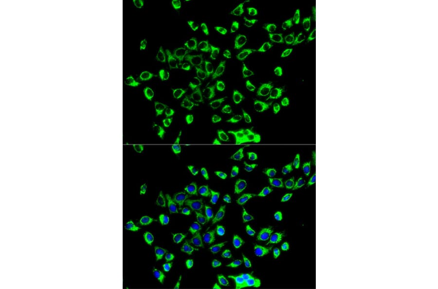 Immunofluorescence - Anti-PRDX3 Antibody (A3076) - Antibodies.com