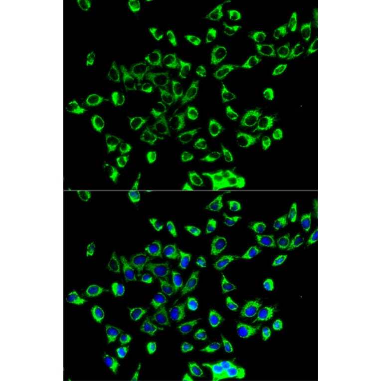 Immunofluorescence - Anti-PRDX3 Antibody (A3076) - Antibodies.com