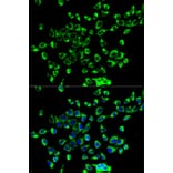 Immunofluorescence - Anti-PRDX3 Antibody (A3076) - Antibodies.com