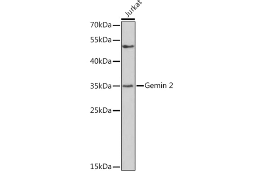 Western Blot - Anti-Gemin 2 Antibody (A14339) - Antibodies.com