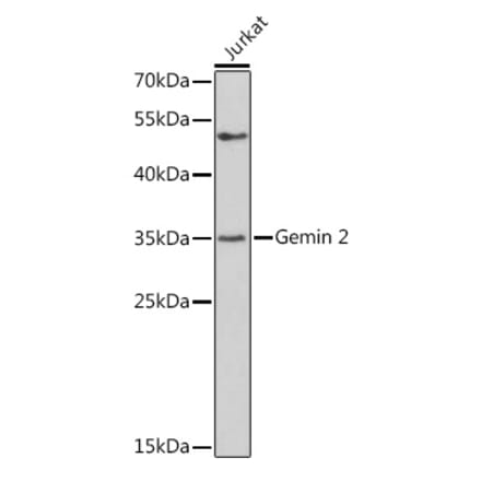 Western Blot - Anti-Gemin 2 Antibody (A14339) - Antibodies.com