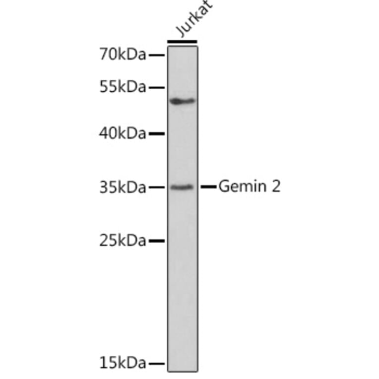 Western Blot - Anti-Gemin 2 Antibody (A14339) - Antibodies.com