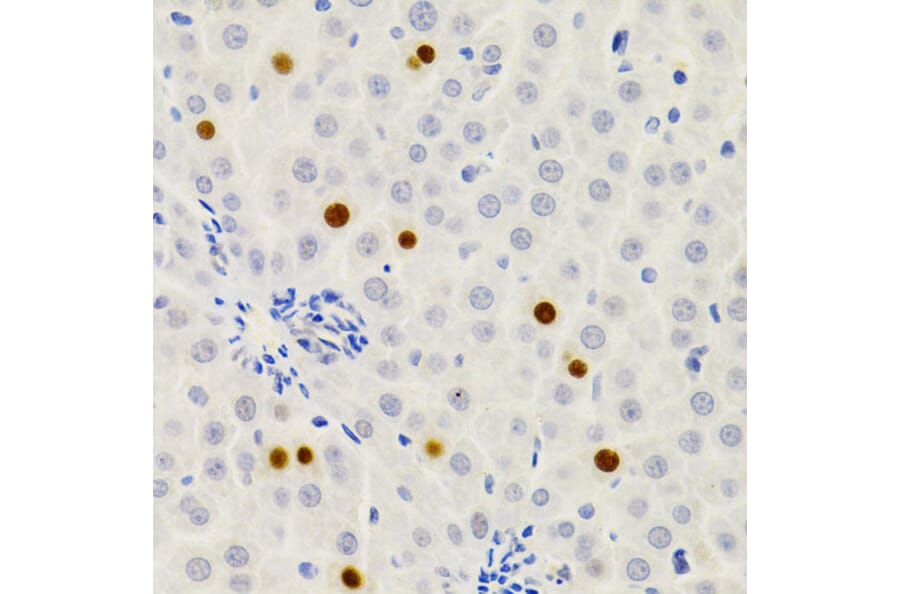 Immunohistochemistry - Anti-Gemin 2 Antibody (A14339) - Antibodies.com