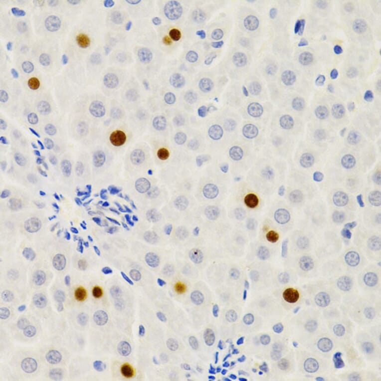 Immunohistochemistry - Anti-Gemin 2 Antibody (A14339) - Antibodies.com