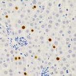 Immunohistochemistry - Anti-Gemin 2 Antibody (A14339) - Antibodies.com