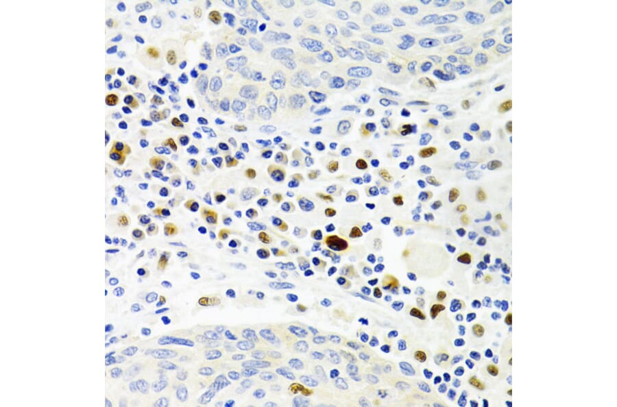 Immunohistochemistry - Anti-Gemin 2 Antibody (A14339) - Antibodies.com