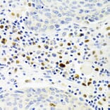 Immunohistochemistry - Anti-Gemin 2 Antibody (A14339) - Antibodies.com