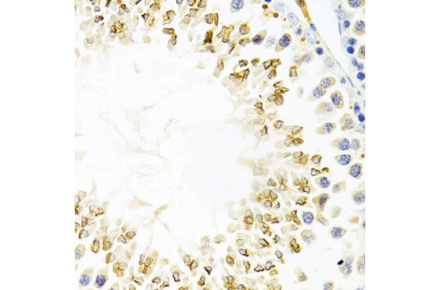 Immunohistochemistry - Anti-Gemin 2 Antibody (A14339) - Antibodies.com