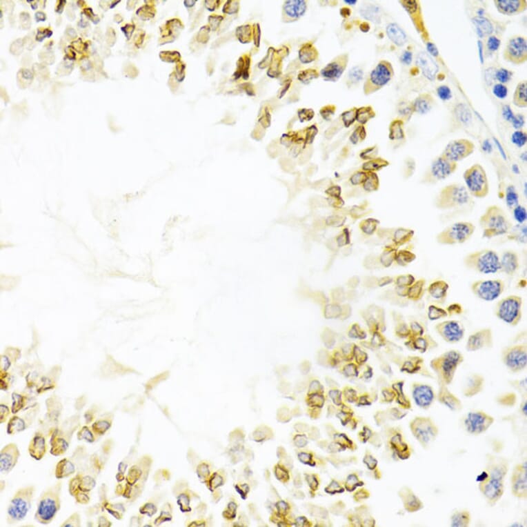 Immunohistochemistry - Anti-Gemin 2 Antibody (A14339) - Antibodies.com