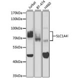 Western Blot - Anti-SLC1A4 Antibody (A3084) - Antibodies.com