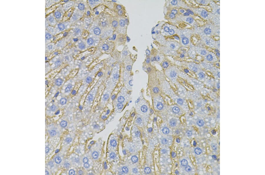 Immunohistochemistry - Anti-SLC1A4 Antibody (A3084) - Antibodies.com