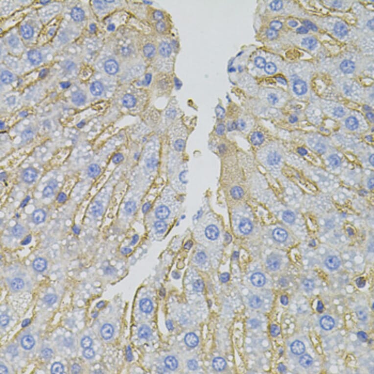 Immunohistochemistry - Anti-SLC1A4 Antibody (A3084) - Antibodies.com