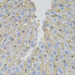 Immunohistochemistry - Anti-SLC1A4 Antibody (A3084) - Antibodies.com