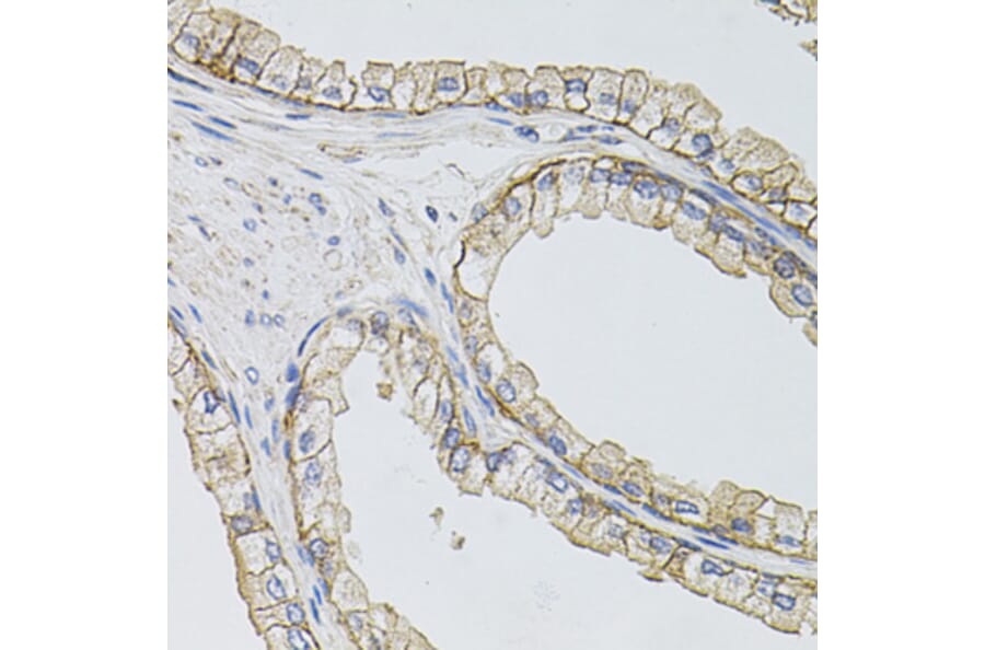 Immunohistochemistry - Anti-SLC1A4 Antibody (A3084) - Antibodies.com