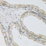 Immunohistochemistry - Anti-SLC1A4 Antibody (A3084) - Antibodies.com