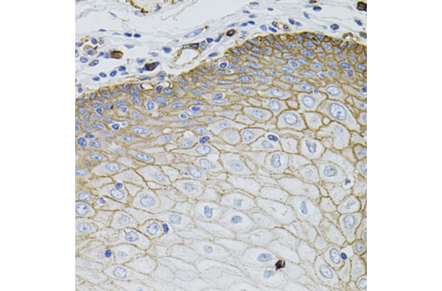 Immunohistochemistry - Anti-SLC1A4 Antibody (A3084) - Antibodies.com