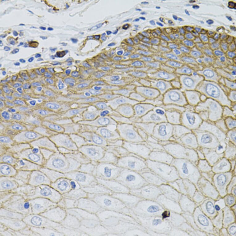 Immunohistochemistry - Anti-SLC1A4 Antibody (A3084) - Antibodies.com