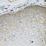 Immunohistochemistry - Anti-SLC1A4 Antibody (A3084) - Antibodies.com