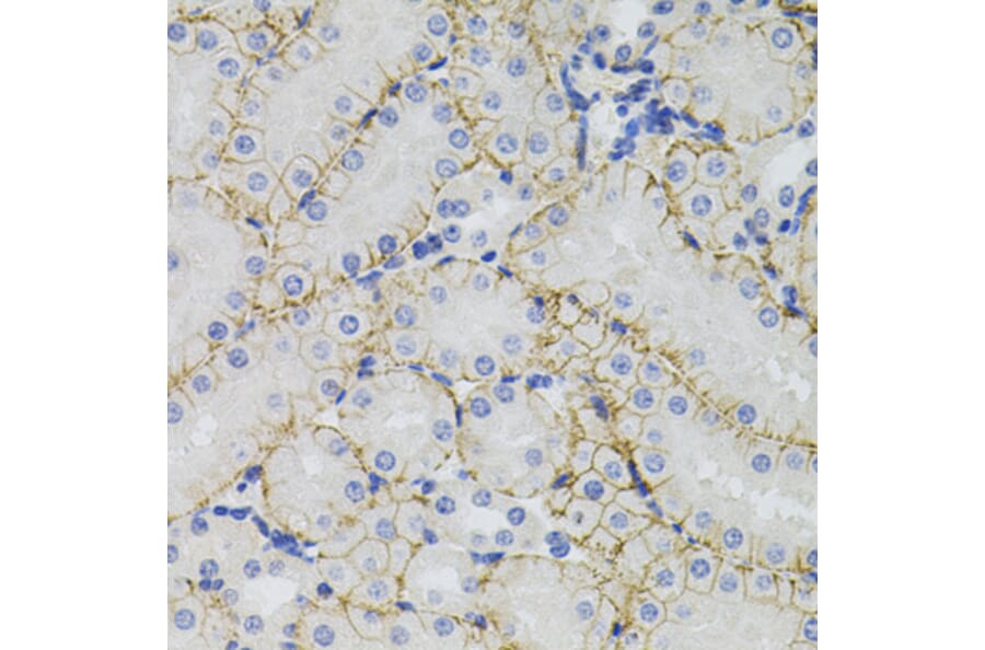 Immunohistochemistry - Anti-SLC1A4 Antibody (A3084) - Antibodies.com