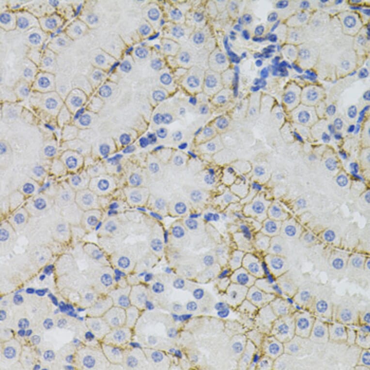 Immunohistochemistry - Anti-SLC1A4 Antibody (A3084) - Antibodies.com