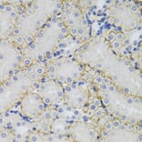 Immunohistochemistry - Anti-SLC1A4 Antibody (A3084) - Antibodies.com