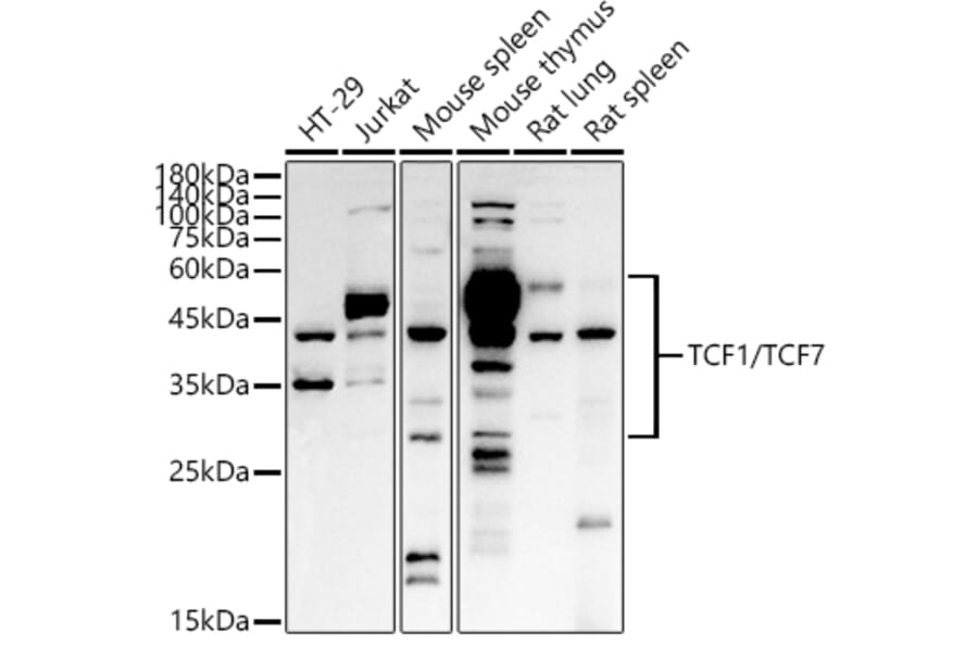 Western Blot - Anti-TCF7 Antibody (A14343) - Antibodies.com