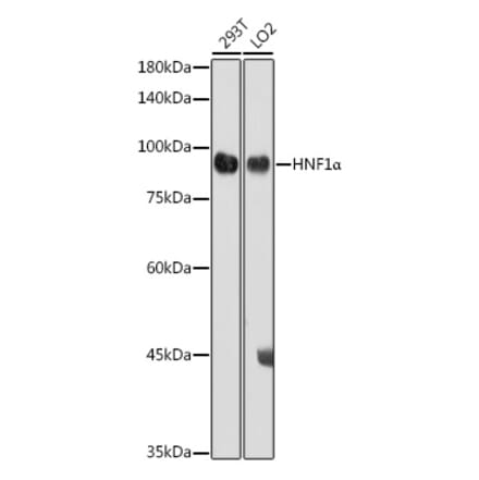 Western Blot - Anti-HNF1 alpha Antibody (A14344) - Antibodies.com